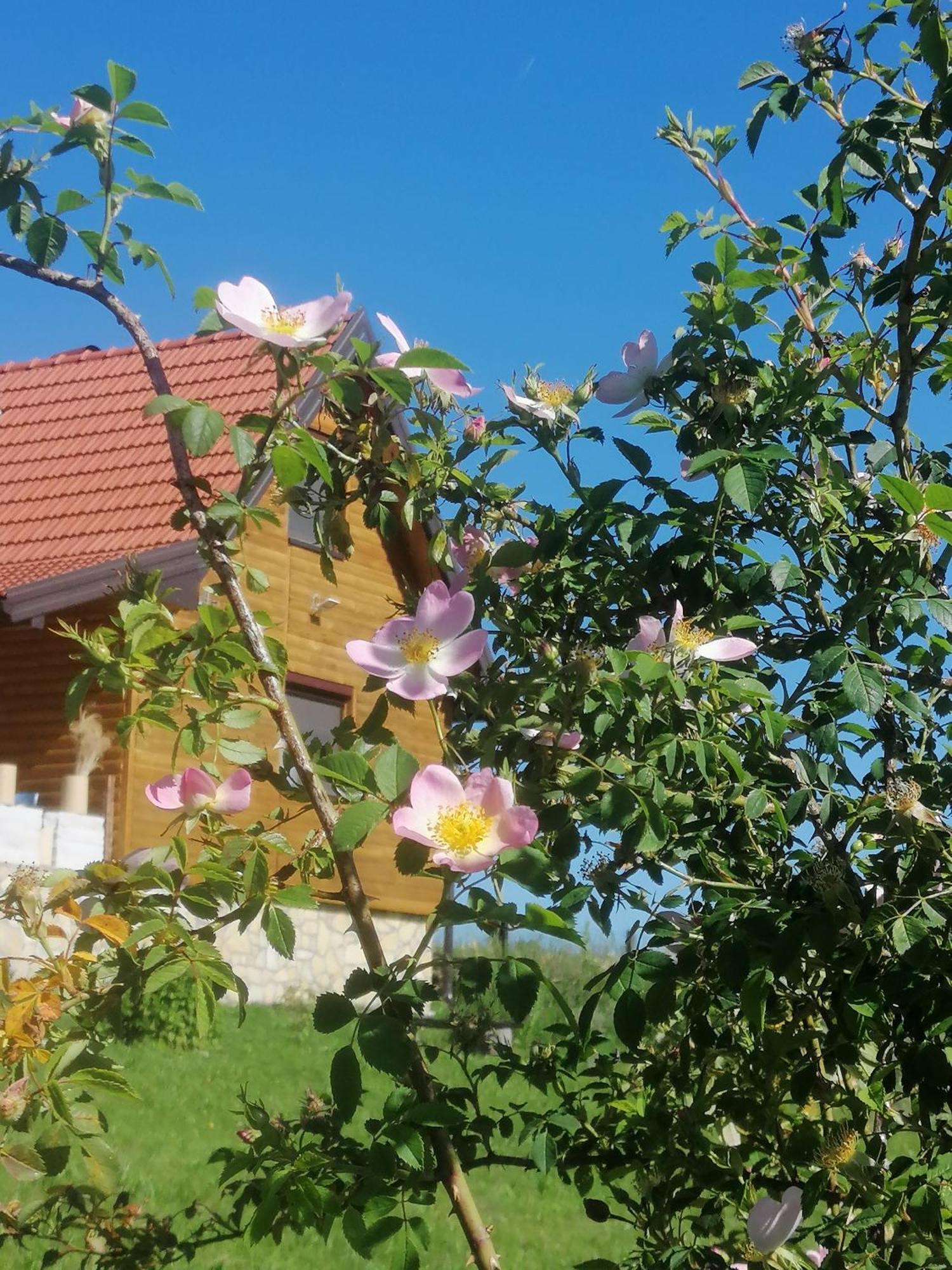 Apartmani Tarin zov Kaludjerske Bare Bagian luar foto